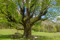 Gogalova lipa